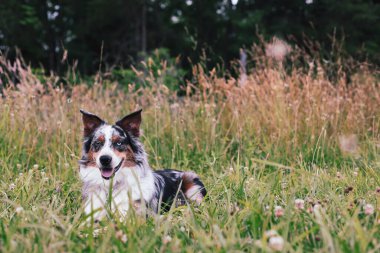 Güzel genç erkek Mavi Merle Avustralyalı çoban köpeği bir yaz tarlasında yatıyor. Önplanı ve arkaplanı bulanık seçili odak.