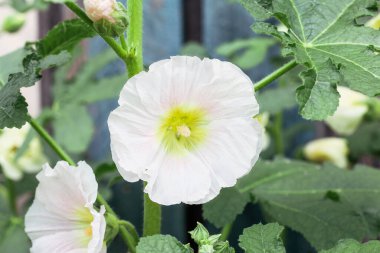Beautiful old fashioned soft pink Hollyhock, Althaea rosea (Alcea rosea), flower growing in a cottage garden. Selective focus with blurred background.