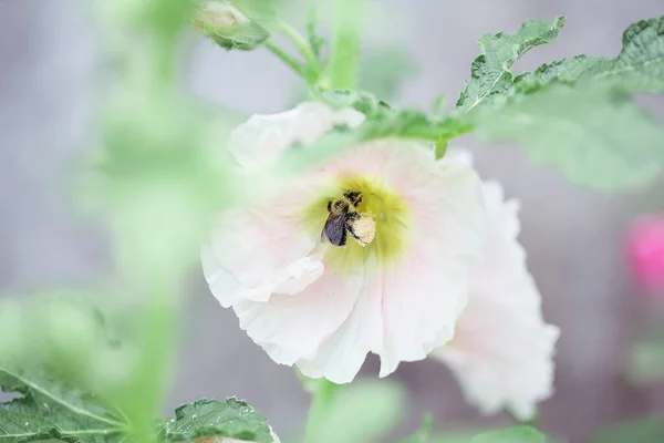 Bumble Bee Pollinating Beautiful Old Fashioned Soft Pink Hollyhock Althaea — Stock Photo, Image