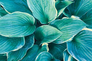 Güzel çeşitlendirilmiş mavi Hosta manzarası. Görüntü görüntüsü üstten. 