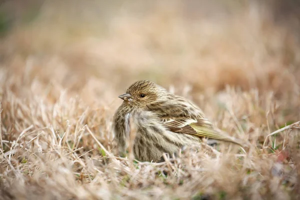 Küçük Hastalıklı Bir Amerikan Ispinozu Spinus Tristis Kuru Otların Üzerinde — Stok fotoğraf