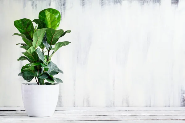 Potted Little Fiddle Leaf Fig Ficus Lyrata Bambino Een Populaire — Stockfoto