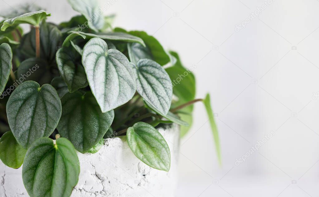 Macro of potted Peperomia Orba Frost houseplant over a white background.