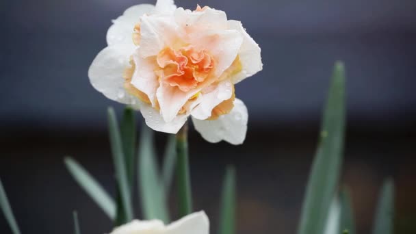 Neşeli Duble Nergis Çiçeği Yağmurda Sallanıyor Bulanık Arkaplan Ile Seçmeli — Stok video