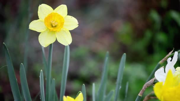 Trompette Jonquille Orange Déplaçant Doucement Dans Vent Pluie Mise Point — Video