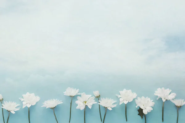 Overhead Ansicht Einer Reihe Von Weißen Kamille Gänseblümchen Blumen Auf — Stockfoto