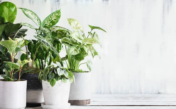 Mängd Populära Krukväxter Över Rustik Bondgård Träbord Med Fritt Utrymme — Stockfoto