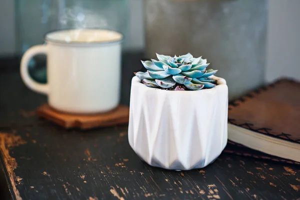 Potted Echeveria Blue Light Saftig Krukväxt Över Rustik Trä Soffbord — Stockfoto