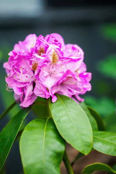 Rhododendron Minnetonka Bokor Virágzik Tavasszal Szelektív Fókusz Szélsőséges Homályos Háttér — Stock Fotó