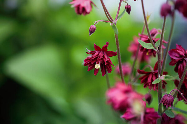 Beautiful Aquilegia vulgaris 'Bordeaux Barlow' or 'Ruby Port' Colomine blossoms in the flower garden. Выборочный фокус с размытым фоном.