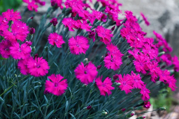 Fushia Flores Color Dianthus Rosas Que Crecen Plena Floración Jardín — Foto de Stock