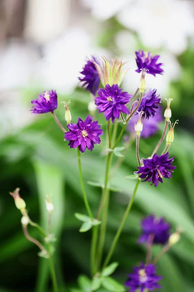 Hermosa Aquilegia Vulgaris Double Clementine Purple Florece Con Semillas Jardín — Foto de Stock