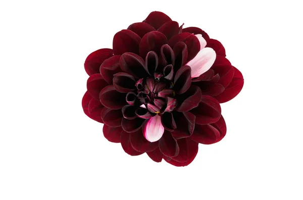 Barevné Kaštanové Růžové Dahlia Květ Izolovaný Bílém Pozadí Výstřižkem Cesta — Stock fotografie