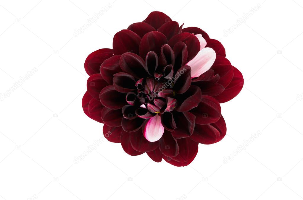 Colorful maroon and pink Dahlia flower isolated on a white background with clipping path.