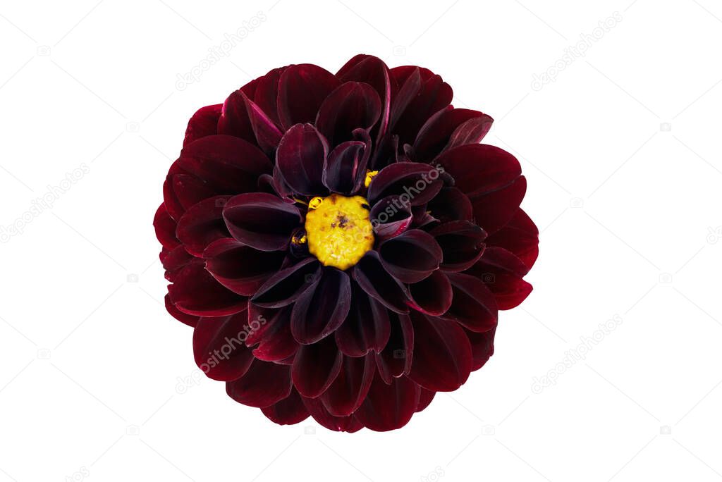 Maroon colored Dahlia flower with yellow center isolated on a white background with clipping path.