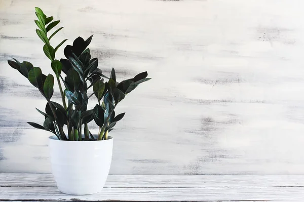 Potted Dowon Plant Zamioculcas Zamifolia Krukväxt Över Ett Rustikt Träbord — Stockfoto