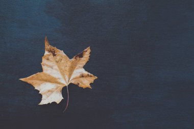 Kurumuş ve ölmüş Autumn Sycamore yaprağı desenli, ahşap bir arka plan ya da masa üzerine çekilmiş. Üst görünüm. 