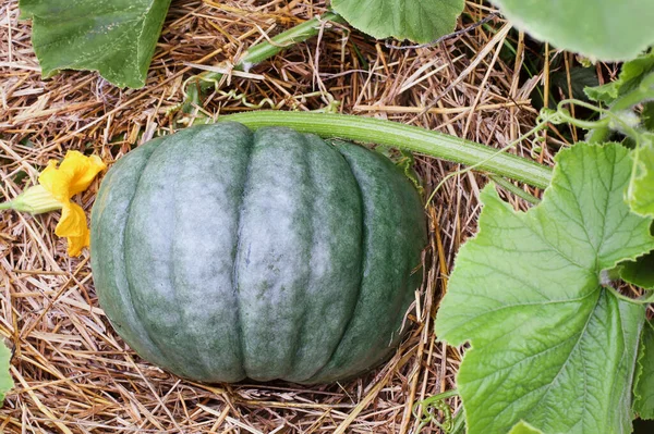 Citrouille Fraîche Blue Lakota Jarrahdale Poussant Sur Vigne Dans Potager — Photo