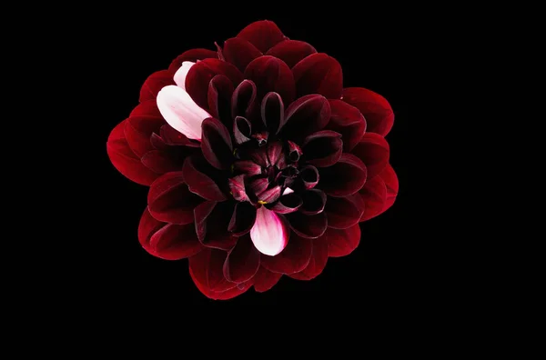 Colorato Fiore Rosa Dahlia Isolato Uno Sfondo Nero Con Percorso — Foto Stock