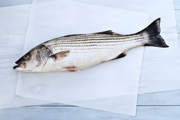 Striped bass — Zdjęcie stockowe