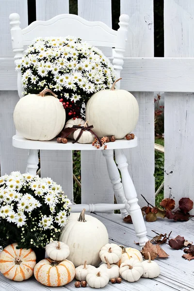 Witte pompoenen en mums — Stockfoto