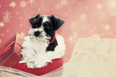 Bir Noel kutusunda Retro köpek yavrusu