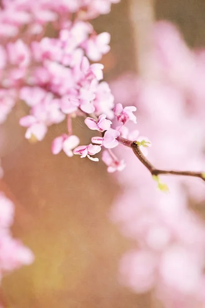 Rotknospenblüten — Stockfoto