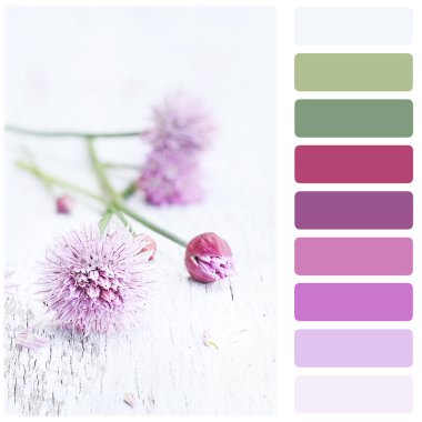 Taze Chives ve renk paleti