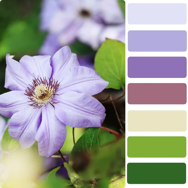 Clematis Color Palette — Stock Photo, Image