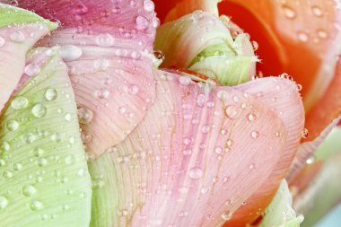 Pembe Angelique Tulip soyut