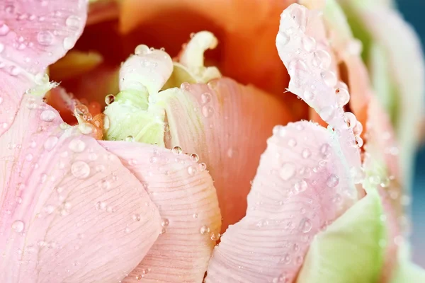 Center of a Pink Angelique Tulip — Stock Photo, Image