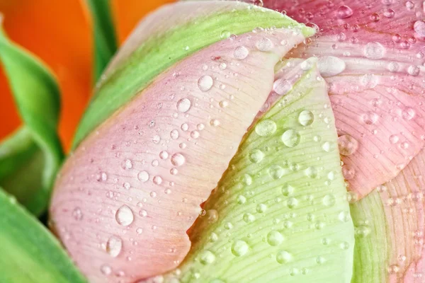 Abstract Macro of a Pink Angelique Tulip — Stock Photo, Image