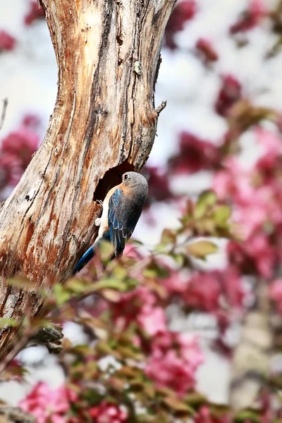 Männlicher Östlicher Blauvogel — Stockfoto