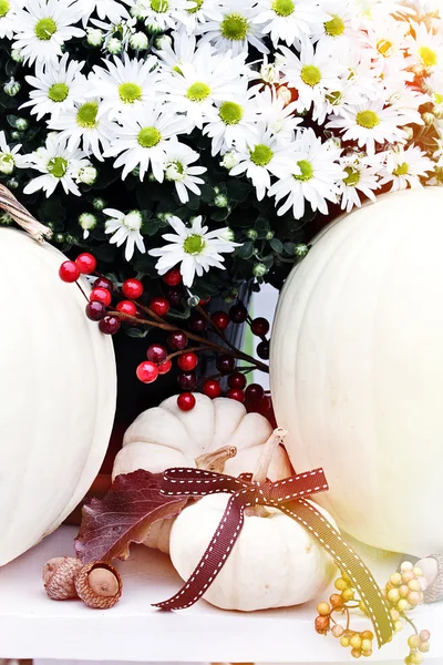 Crisantemos blancos y calabazas — Foto de Stock