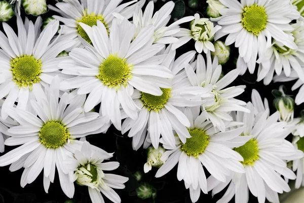 Frische weiße Chrysanthemen — Stockfoto