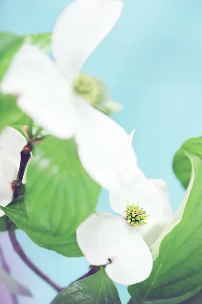 Bellissimo fiore di corniolo — Foto Stock