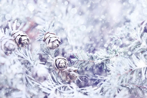 Pinheiro de inverno nevado — Fotografia de Stock