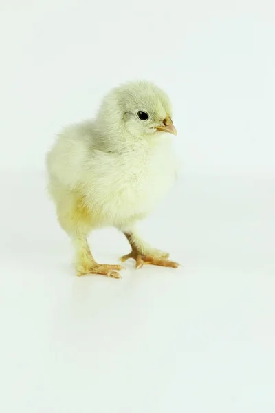 Lilla Cochin Chick — Stockfoto