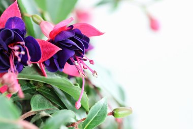 Güzel Fuschia makronun