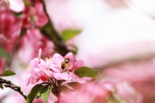 Μέλισσα μέλι και Μήλο Καβούρι δέντρο — Φωτογραφία Αρχείου