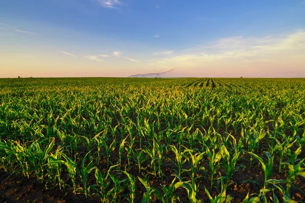 Sistema de irrigação agrícola regando o campo de milho na sunny summ — Fotografia de Stock