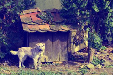 Onun ahşap evin önünde tasma küçük köpek