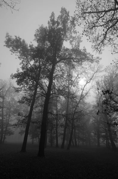 Soğuk sonbahar gün ürkütücü sisli orman — Stok fotoğraf