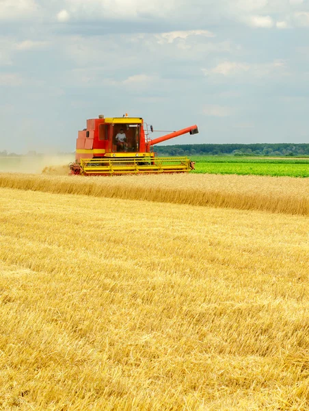 Colheitadeira combinar colheita de trigo no verão — Fotografia de Stock