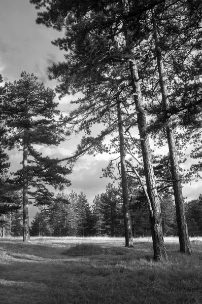 Hermoso bosque de pinos en el soleado día de verano en blanco y negro Fotos de stock libres de derechos