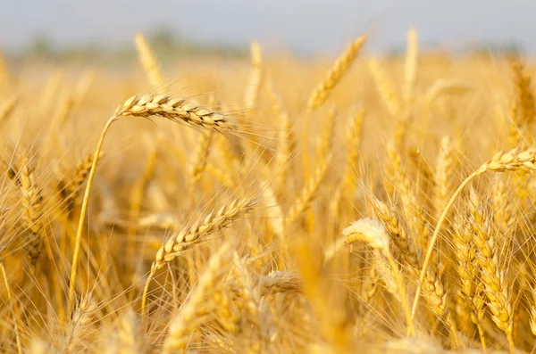 Gebied van de landbouw van rijpe tarwe net vóór de zomer oogst — Stockfoto
