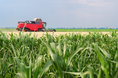 hasat birleştirmek bulutlu yaz gününde buğday hasadı