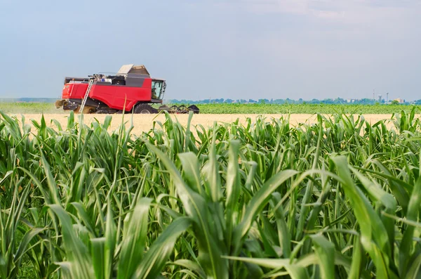 Cosechadora combinar la cosecha de trigo en el día nublado de verano — Foto de Stock