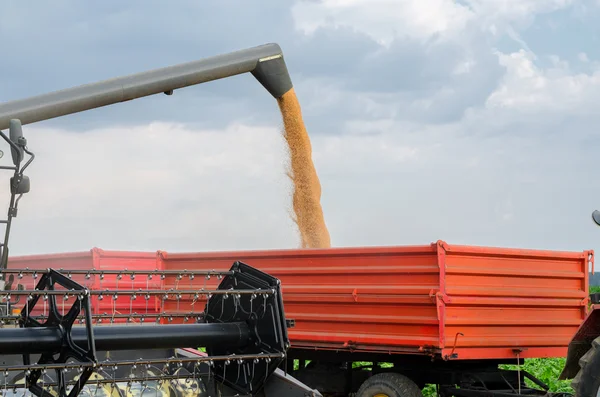 Harvester combine pouring wheat seeds in tractor trailer — Stock Photo, Image