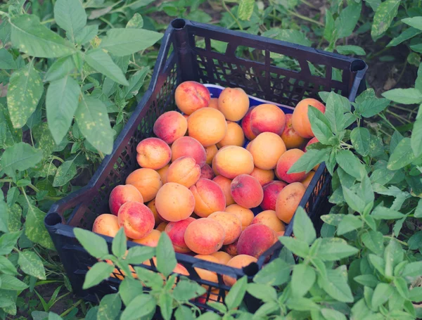 Geoogste organische abrikozen in kunststoffles op grond — Stockfoto